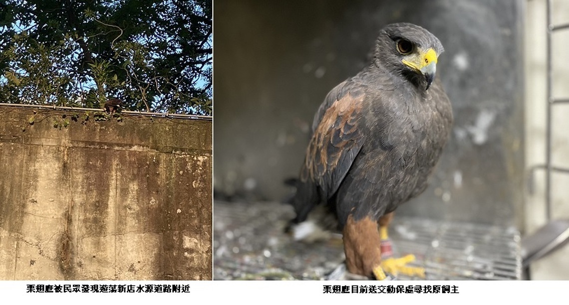 「空中的狗」栗翅鷹遊蕩新店被捕獲  新北動保處呼籲飼養做好管理