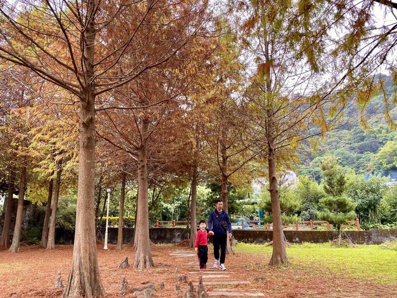 搭乘台灣好行888路豐后線 悠遊中市秋冬限定落羽松