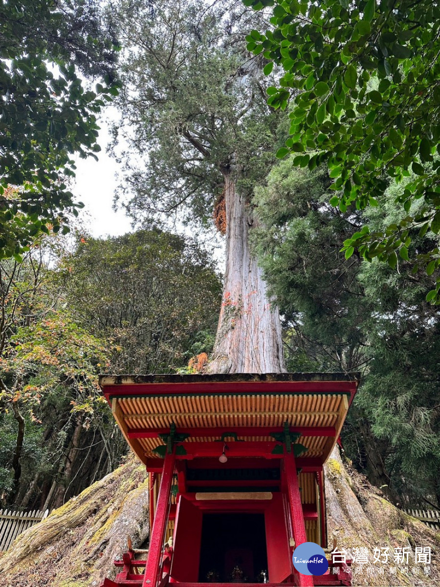 望鄉分站旁有一株千年紅檜神木,神木前方以檜木建造迷你神社,供奉守護此方之山神。(圖/南投分署提供)