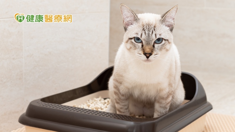【有片】一臉跩樣其實壓力山大! 貓咪尿不出來當心膀胱炎