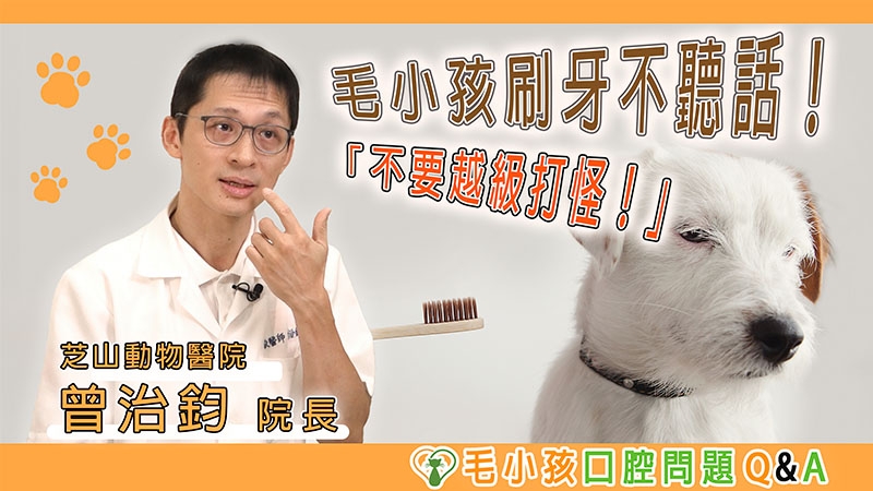 【寵物專輯】毛小孩刷牙不聽話! 醫籲:「不要越級打怪!」毛小孩口腔問題Q&A