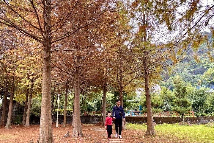 石岡落羽松(往年資料照片)。 圖:台中市政府觀光旅遊局/提供