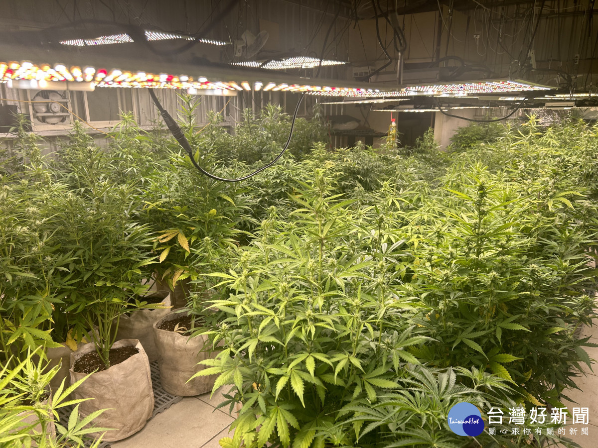 落實清源專案,楊梅警屢破大麻森林。