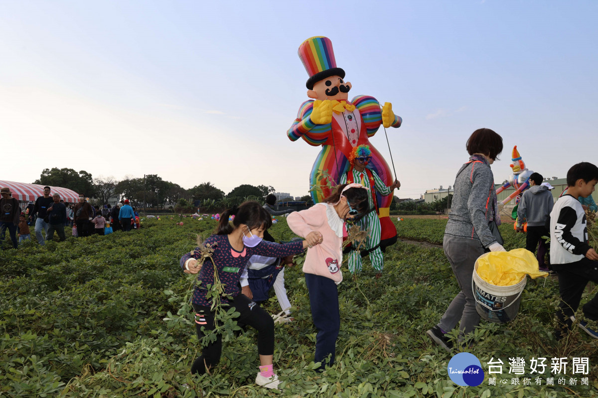 雲林縣府今年首度與縣內三大農會合作出2023雲林花生季，吸引近千人報名體驗拔花生／林詩涵翻攝