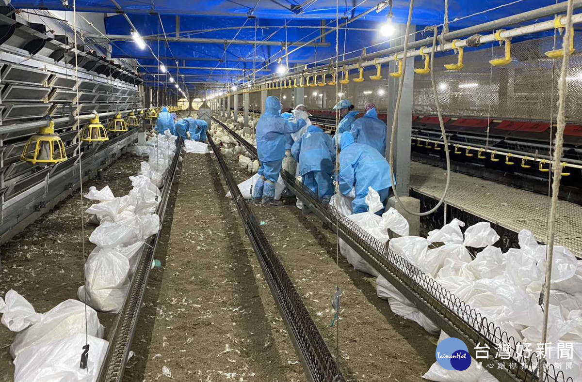 斗六市某白肉種雞場今(5)日傳出確診禽流感，共撲殺逾2萬隻種雞／陳致愷翻攝