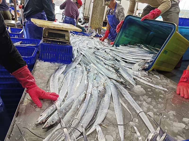 澳底漁港白帶魚漁獲滿載而歸。圖/新北市政府