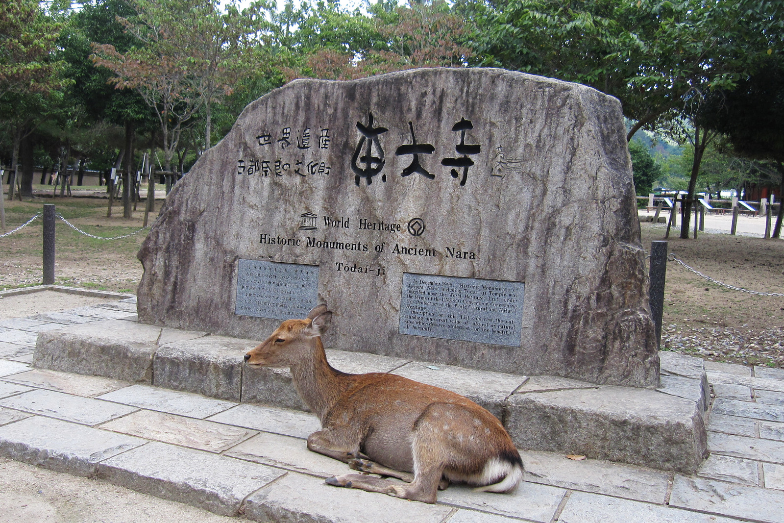 在東大寺石碑前休憩的奈良小鹿。 圖:徐意雯/攝影