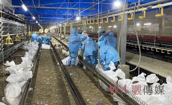 雲林禽流感疫情拉警報　縣府啟動防疫精進作為