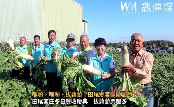 (有影片)/嘿喲、嘿喲、拔蘿蔔!田尾鄉客家蘿蔔節 冬日豐收歡樂登場
