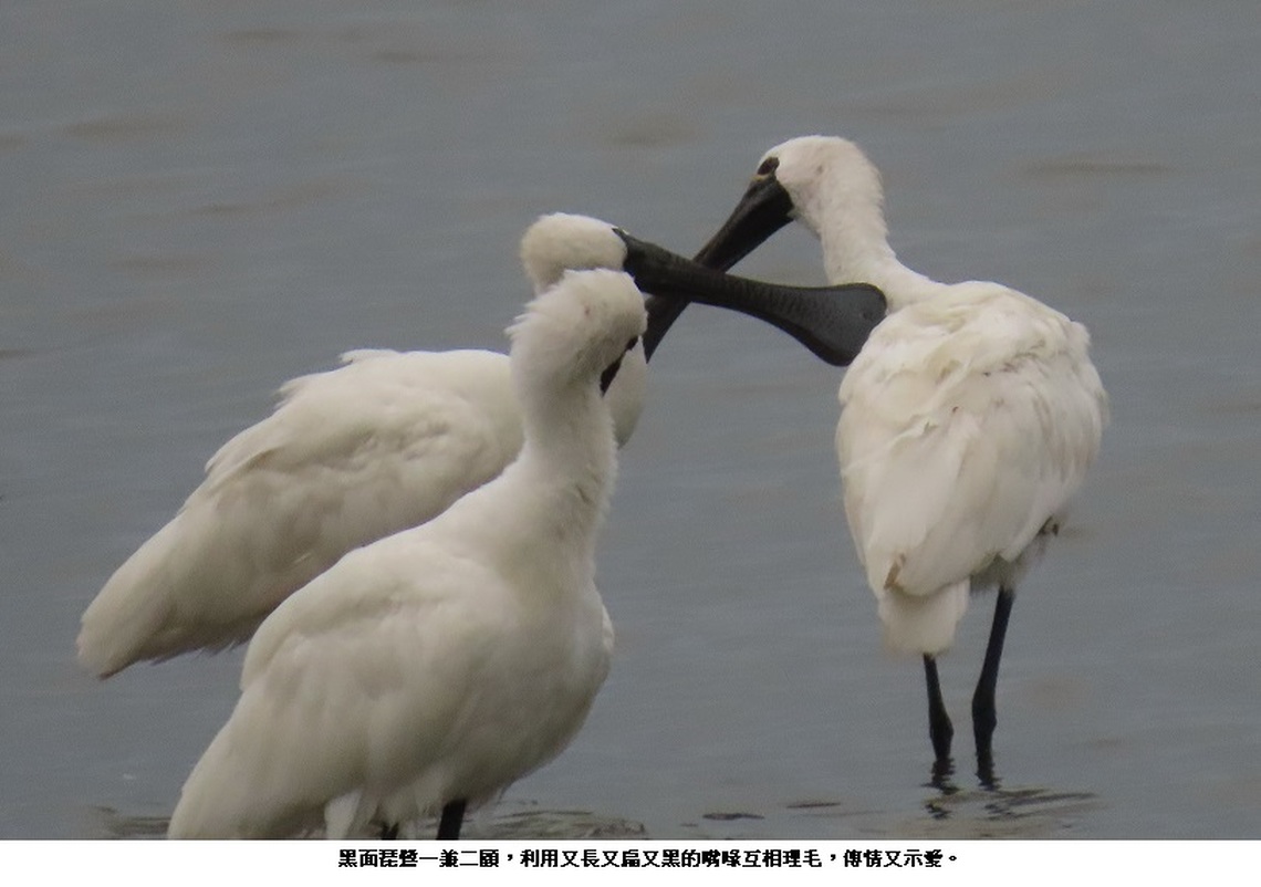 黑面琵鷺把「刎」頸之交變成「吻」頸之交