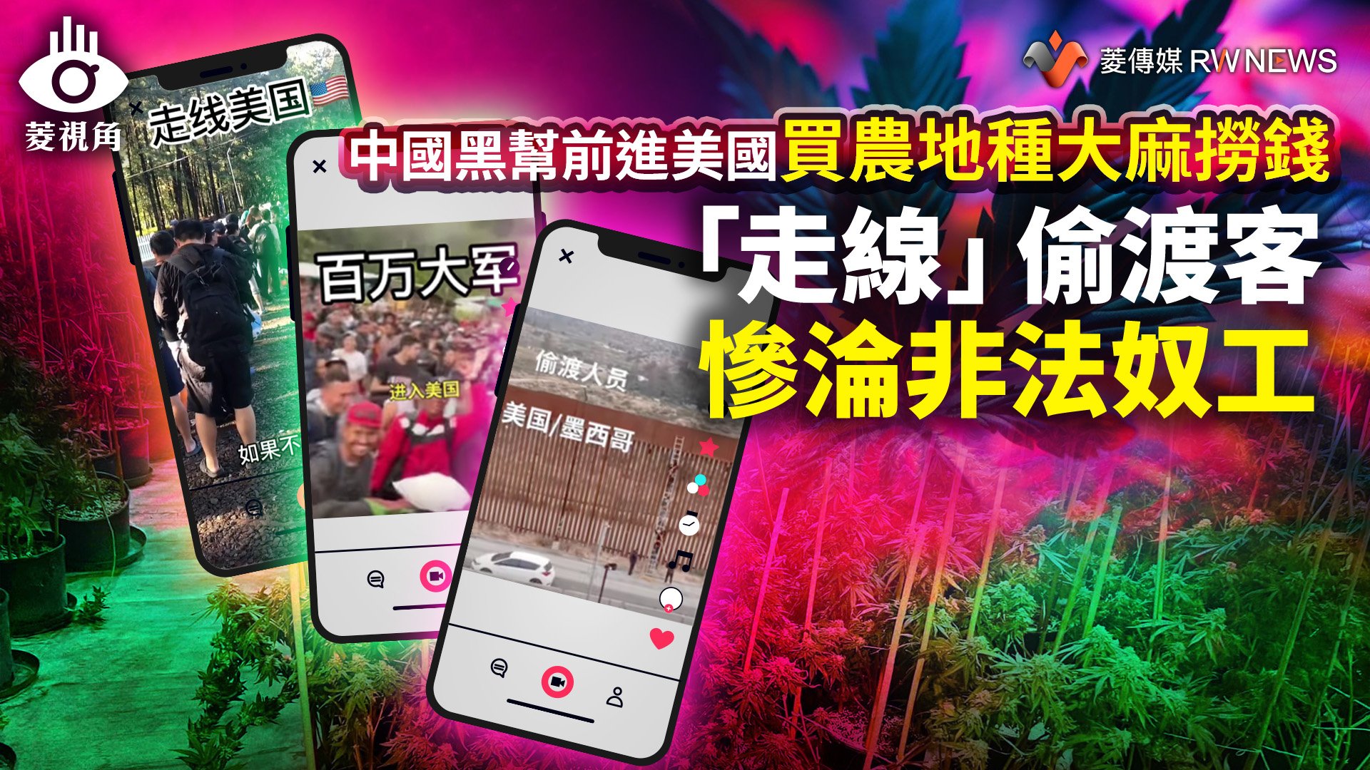 菱視角/中國黑幫前進美國買農地種大麻撈錢 「走線」偷渡客慘淪非法奴工