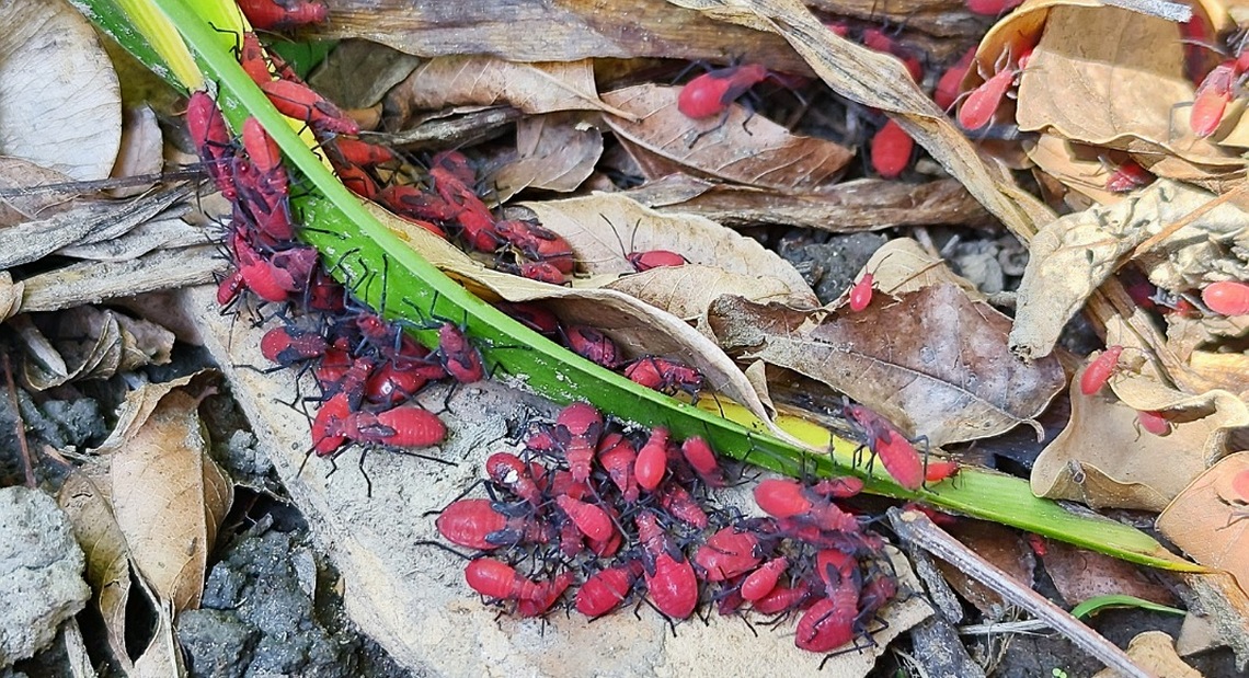 徐驤紀念公園紅色蟲子聚集 無毒無害民眾毋使驚