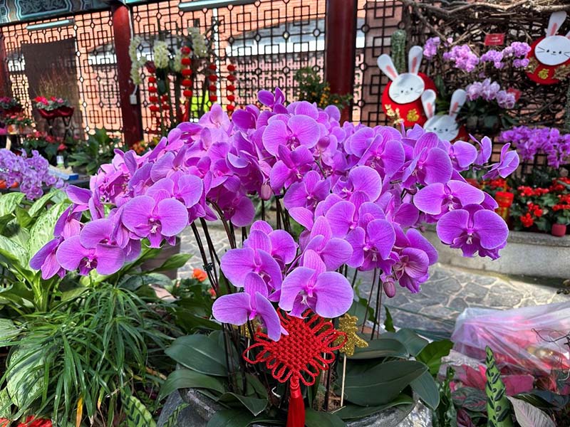 蝴蝶蘭為蘭花限時收受站收受的標的。圖/臺北市政府工務局