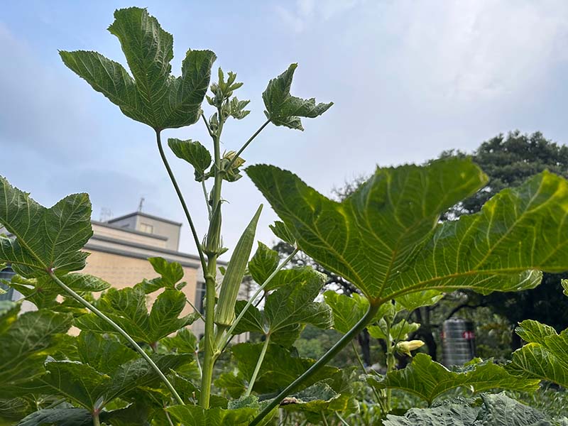 環保農園成果照。圖/台中市政府