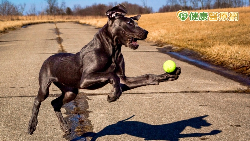 【有片】每走一步都好痛！　犬貓3大關節疾病如何照顧？