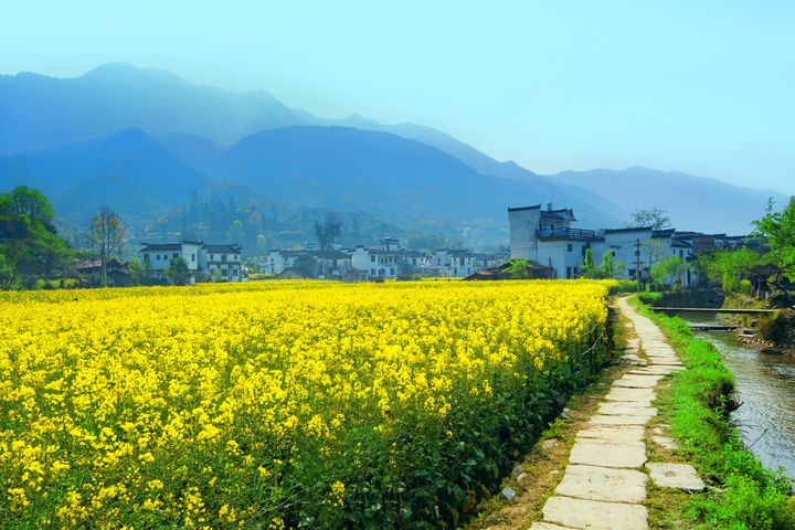 江西婺源春季油菜花開美景。 圖:shutterstock/來源