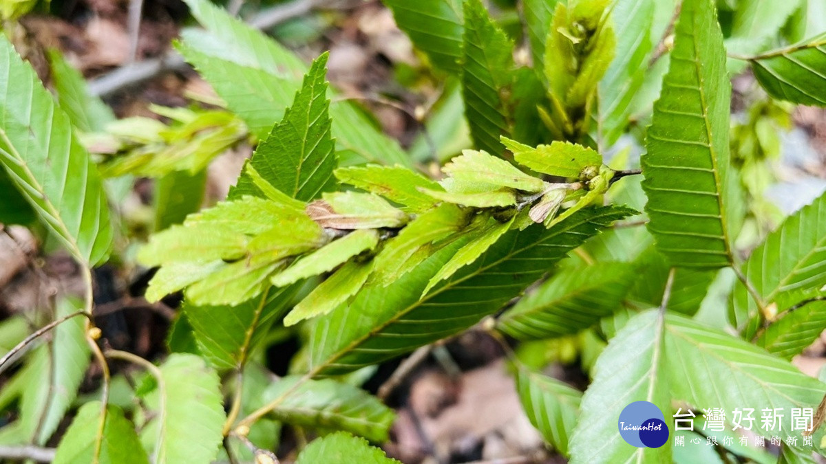 阿里山千金榆種子成熟期為每年7月至8月,苞片內含有小堅果1粒。(圖/南投分署提供)