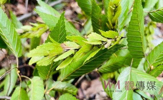 林業保育署南投分署培育「阿里山千金榆」兼顧森林生態、景觀、經濟價值