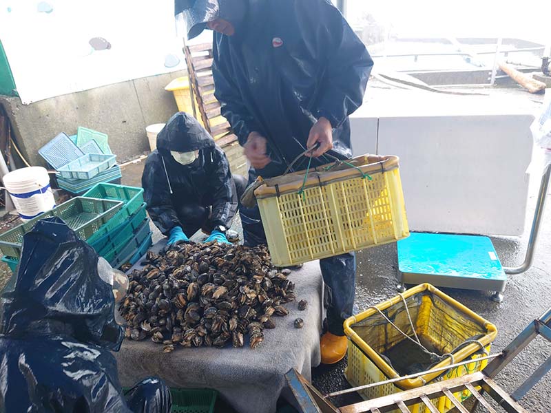 剛採收上岸的肥美貢寮鮑。圖/新北市政府漁業及漁港事業管理處