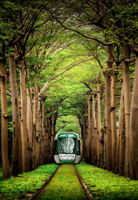 五星級長榮航空高雄直飛六大航點 搭耶誕彩繪輕軌列車抽機票
