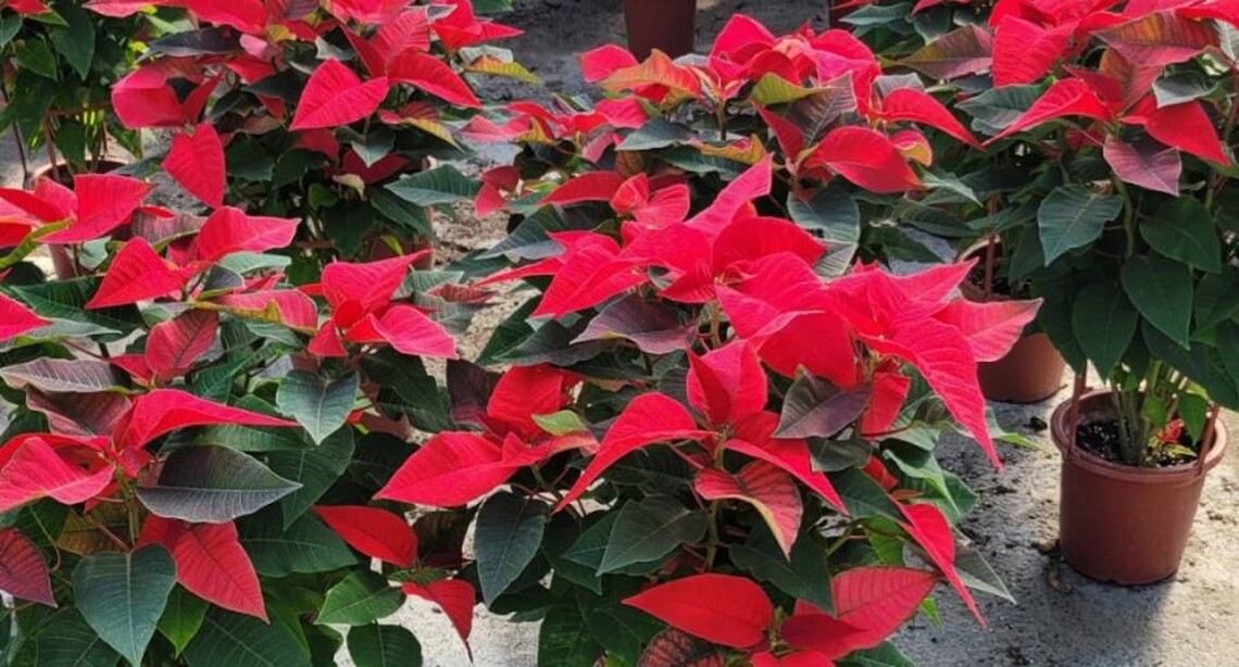 迎接聖誕 新北景觀處提供養護聖誕紅撇步