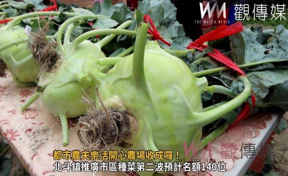 （有影片）／都市農夫樂活開心農場收成囉！鎮民農夫種出3.8公斤的結頭菜