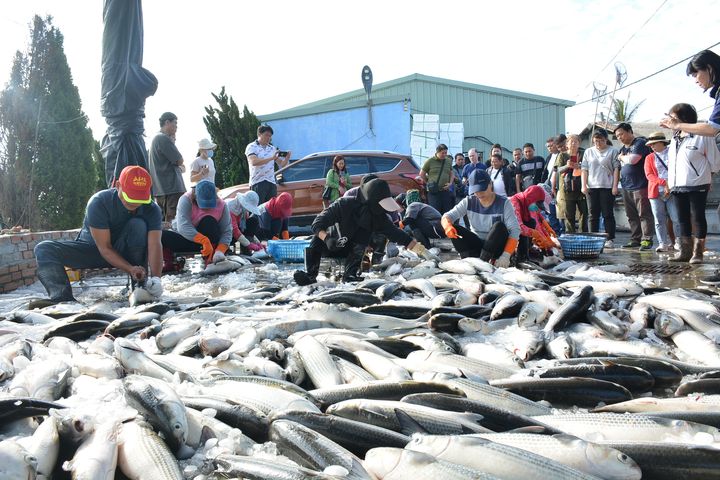 感受雲林綠色之旅！農遊超市「達人手把手教做烏魚子體驗限定團」大獲好評