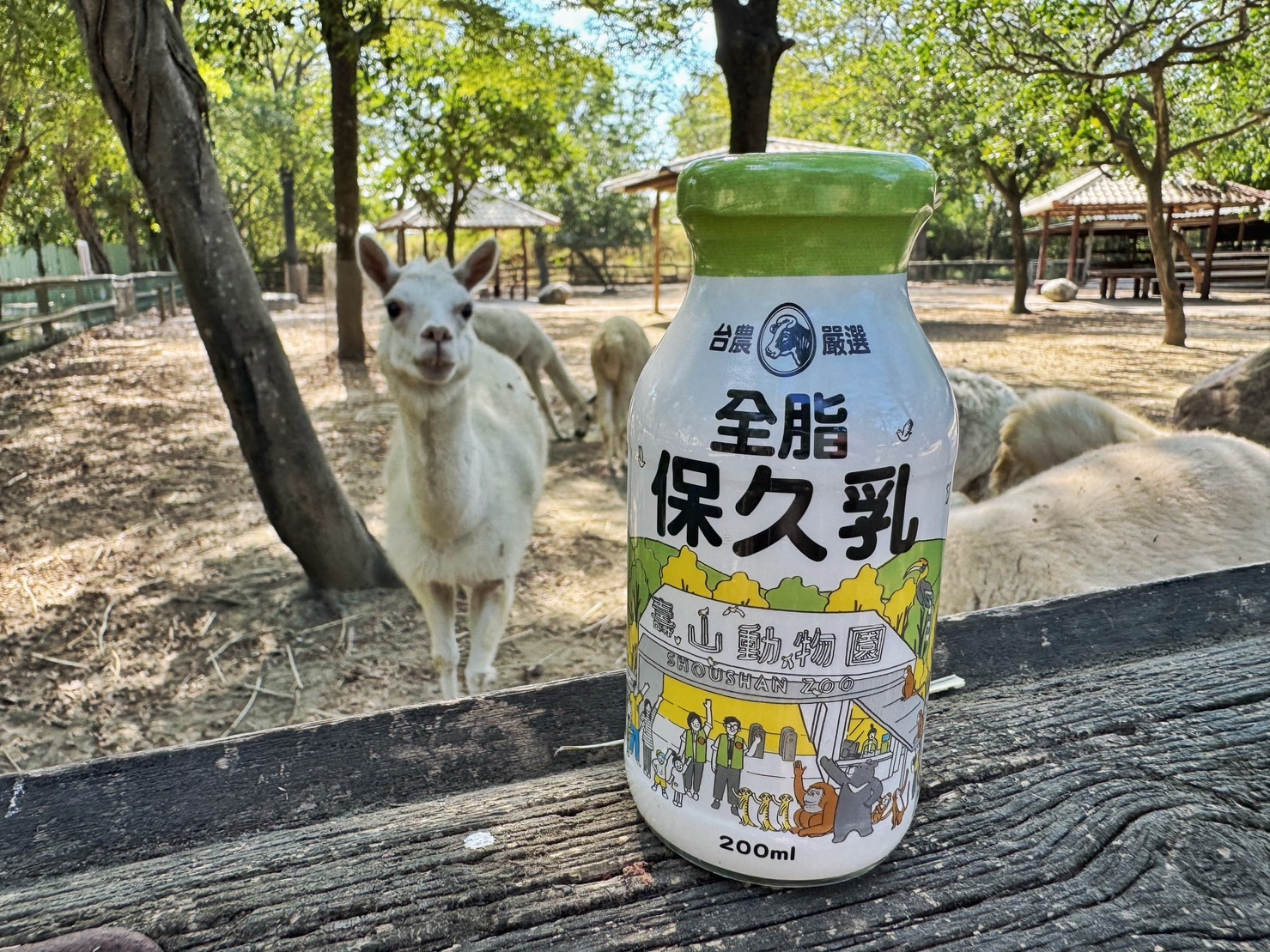 壽山動物園聯名保久乳與頑皮世界的羊駝同框合影(頑皮世界提供)