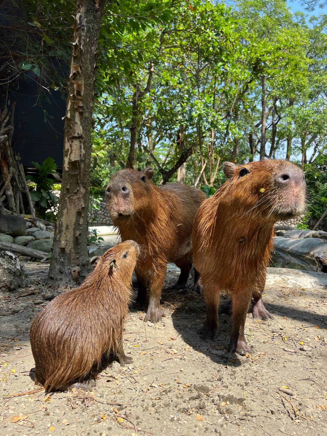 來自頑皮世界的水豚家族,今年在壽山動物園產下小水豚。(觀光局提供)