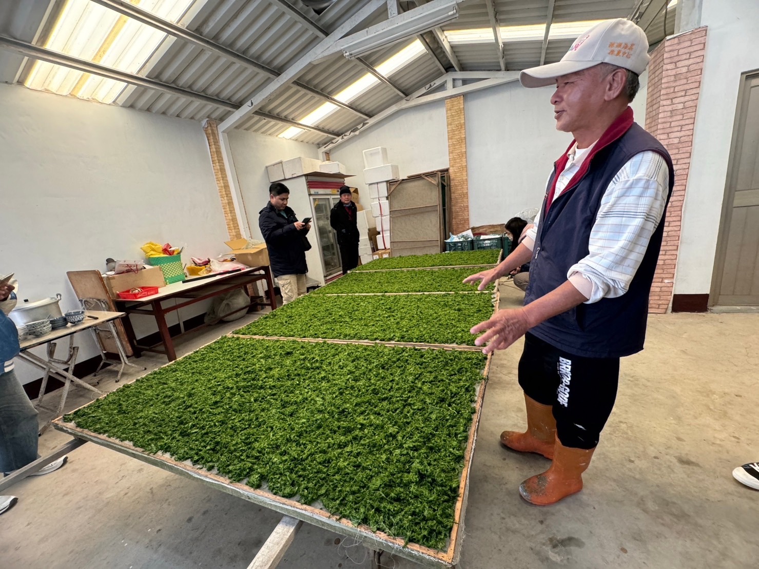 ▲澎湖海菜品質優良，富的營養成分及獨特風味，在澎湖的美食領域佔有獨特的地位。(記者 陳維鈞 翻攝)