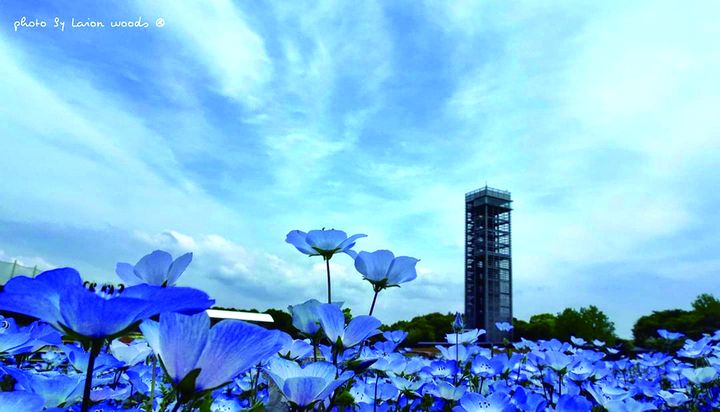 華航高雄靜岡包機直飛 5大旅行社推賞花、滑雪、溫泉全新玩法