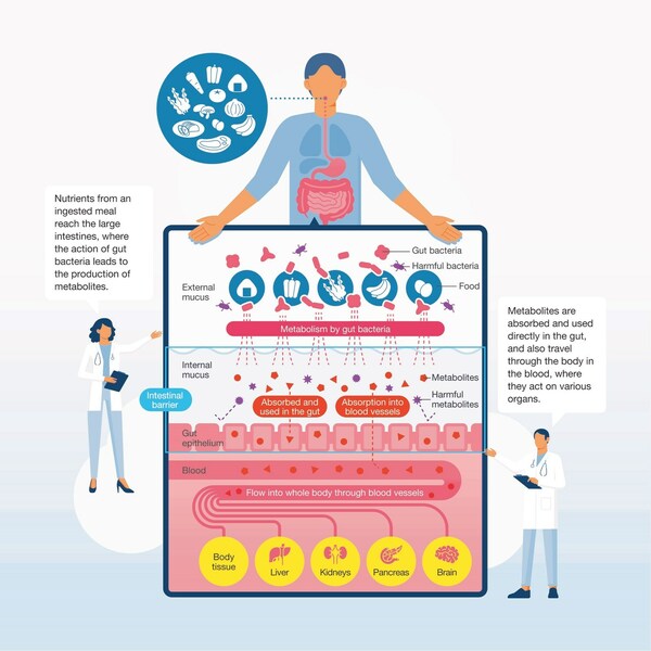 前沿腸道微生物組研究:NOSTER 公司为腸道細菌綜合代謝物和微生物群分析制定最新解決方案