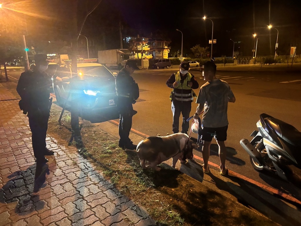 寵物豬乖乖搭上飼主機車結束驚魂。(圖/記者江雁武翻攝)