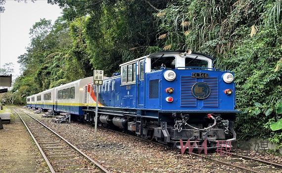 自然生態與小火車共融　阿里山林鐵《栩悅號》即將亮相　