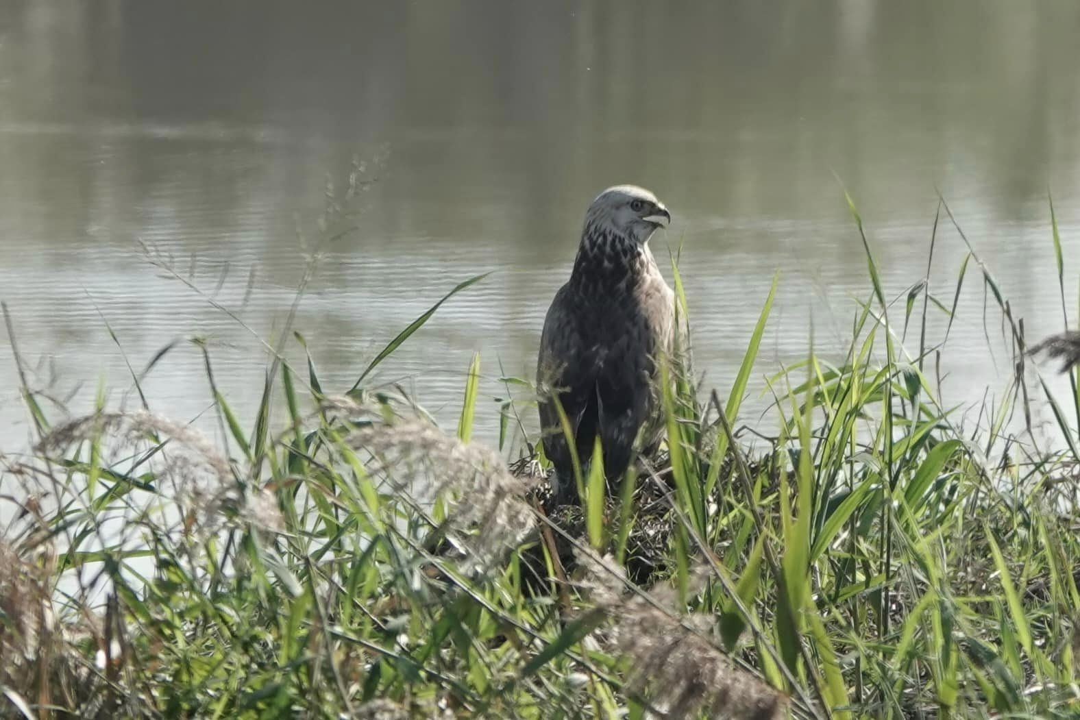 稀有保育類候鳥大鵟現身關渡自然公園 賞鳥民眾勿進入管制區域
