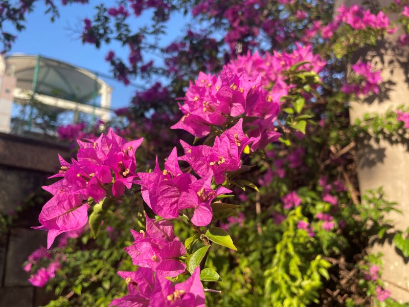 (圖/新北市政府綠美化環境景觀處)