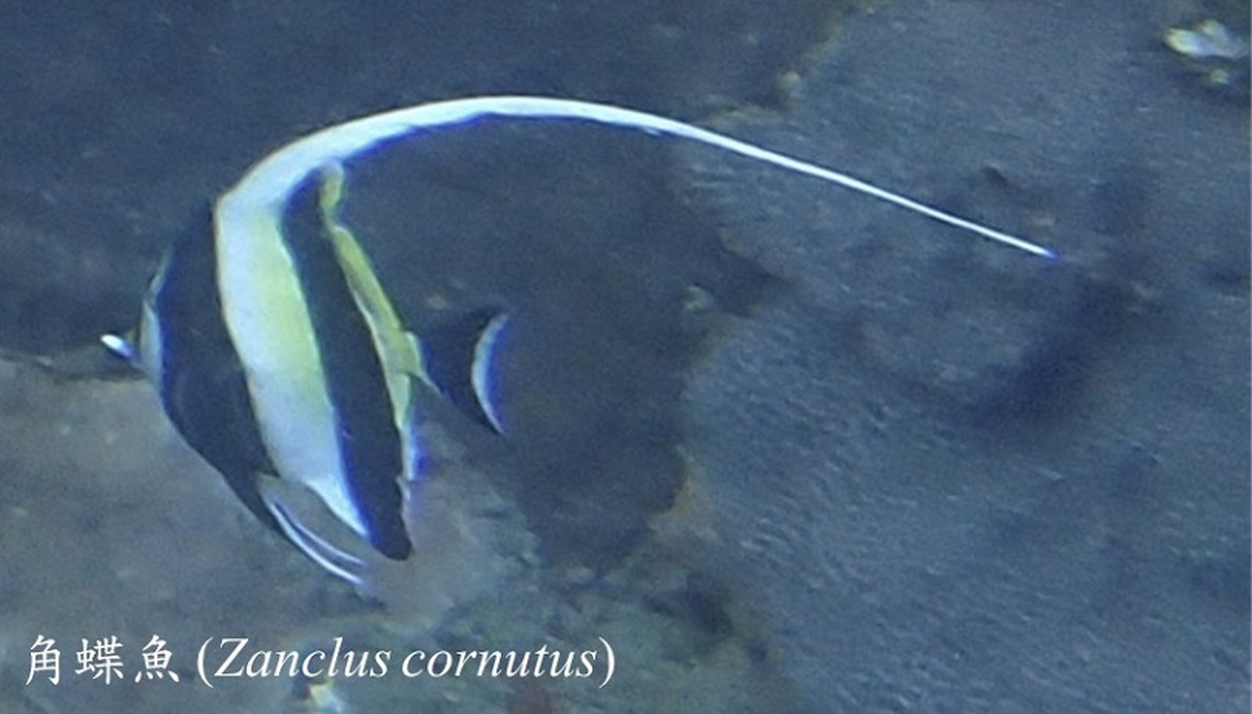 水下拍攝捕捉到神仙魚身影 蝙蝠洞海域紀錄到38種海洋生物