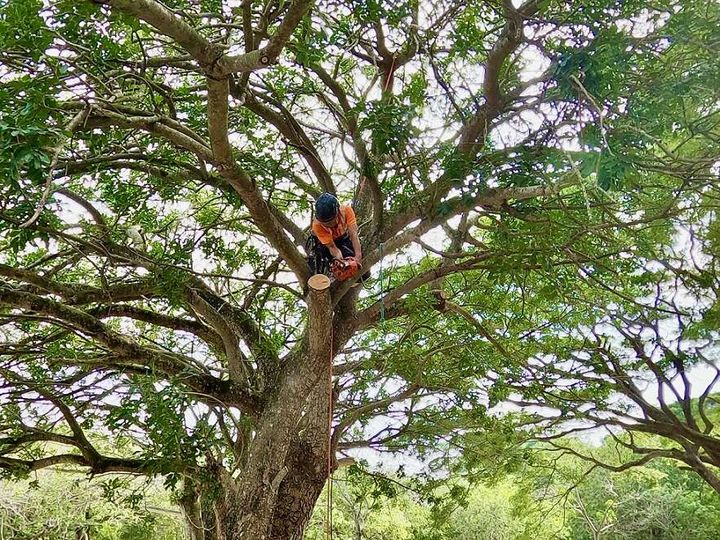 擁抱大樹的旅行 到虎頭埤攀樹、露營