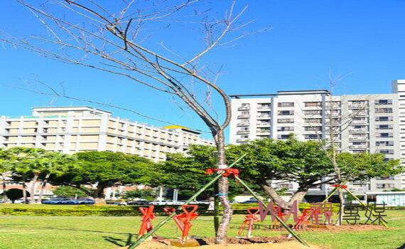 悅新建設捐贈200棵櫻花樹 桃園市府:期盼善心人士效法為環境盡一份心力