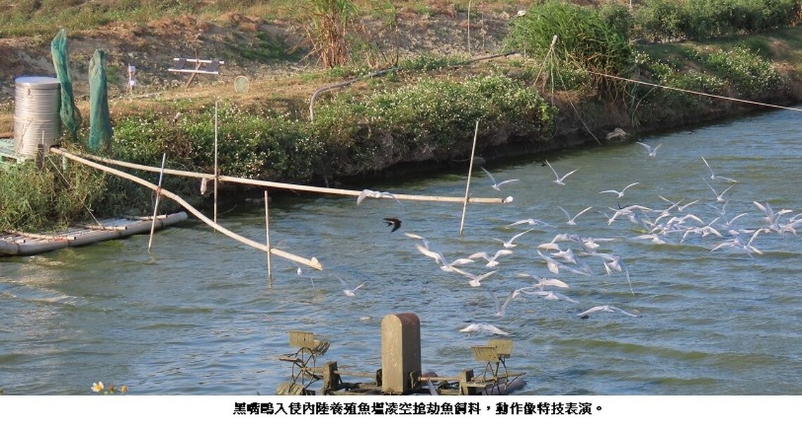 冬候鳥入侵內陸的養殖魚塭打劫搶魚飼料