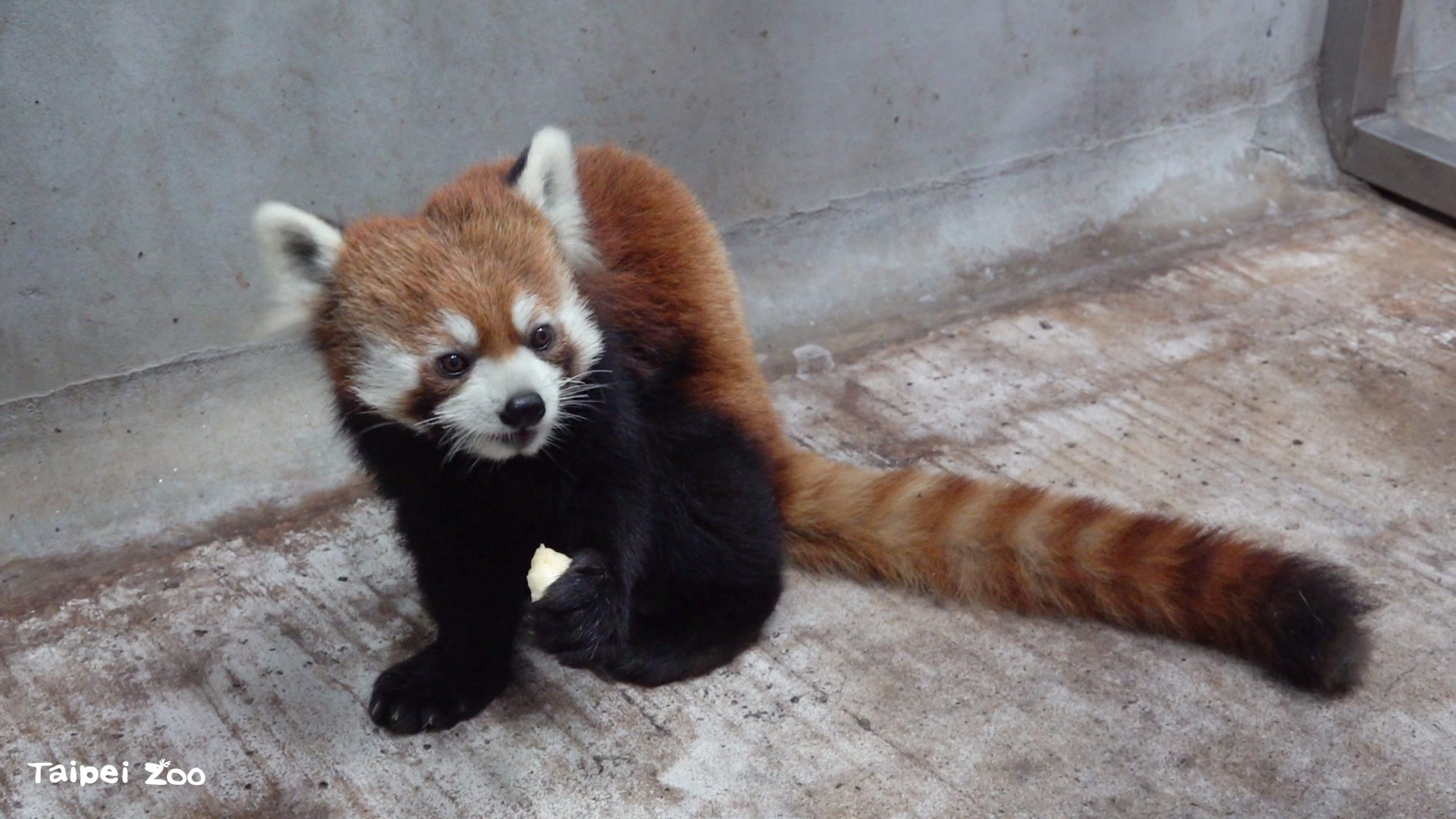 「未來」入住檢疫舍專屬套房。(台北市立動物園提供)