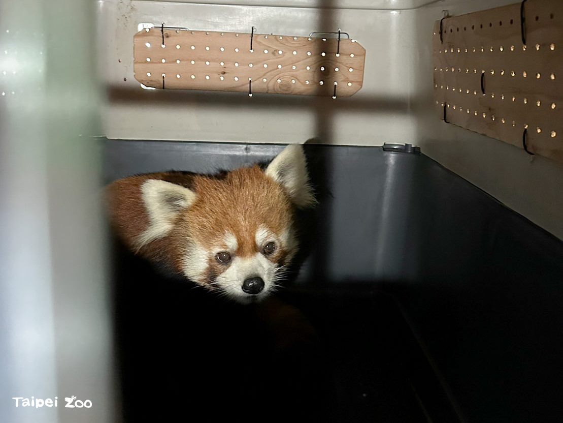 小貓熊「未來」12月28日早上從日本濱松市動物園出發。(台北市立動物園提供)