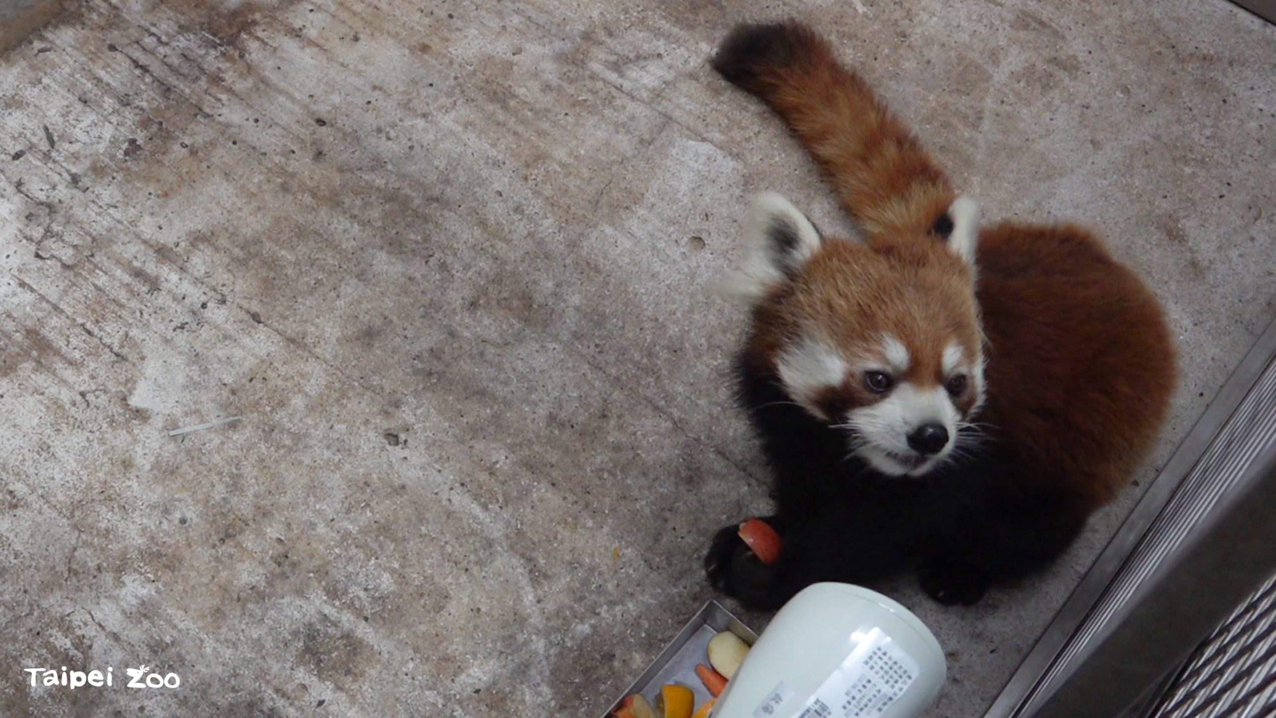 進入新環境,還有點緊張的小貓熊「未來」。(台北市立動物園提供)