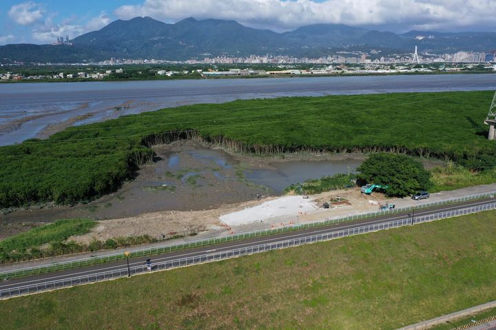 候鳥歸來!蘆洲濕地紅樹林清疏 富饒了淡水河生態