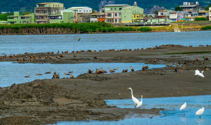 候鳥歸來!蘆洲濕地紅樹林清疏 富饒了淡水河生態