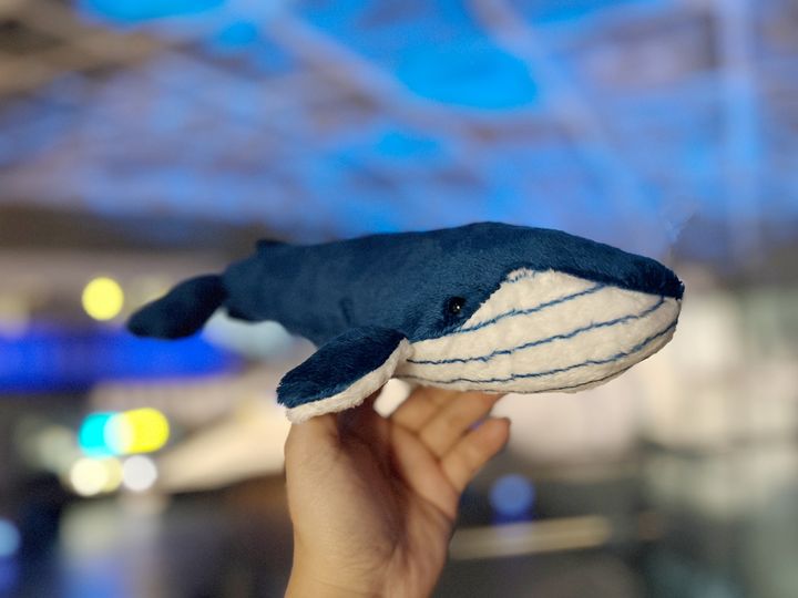 海生館「巨鯨之路」啟航!報名親子營共學贈送期間限定藍鯨布偶