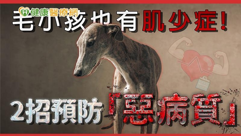 毛小孩也有肌少症! 2招預防「惡病質」