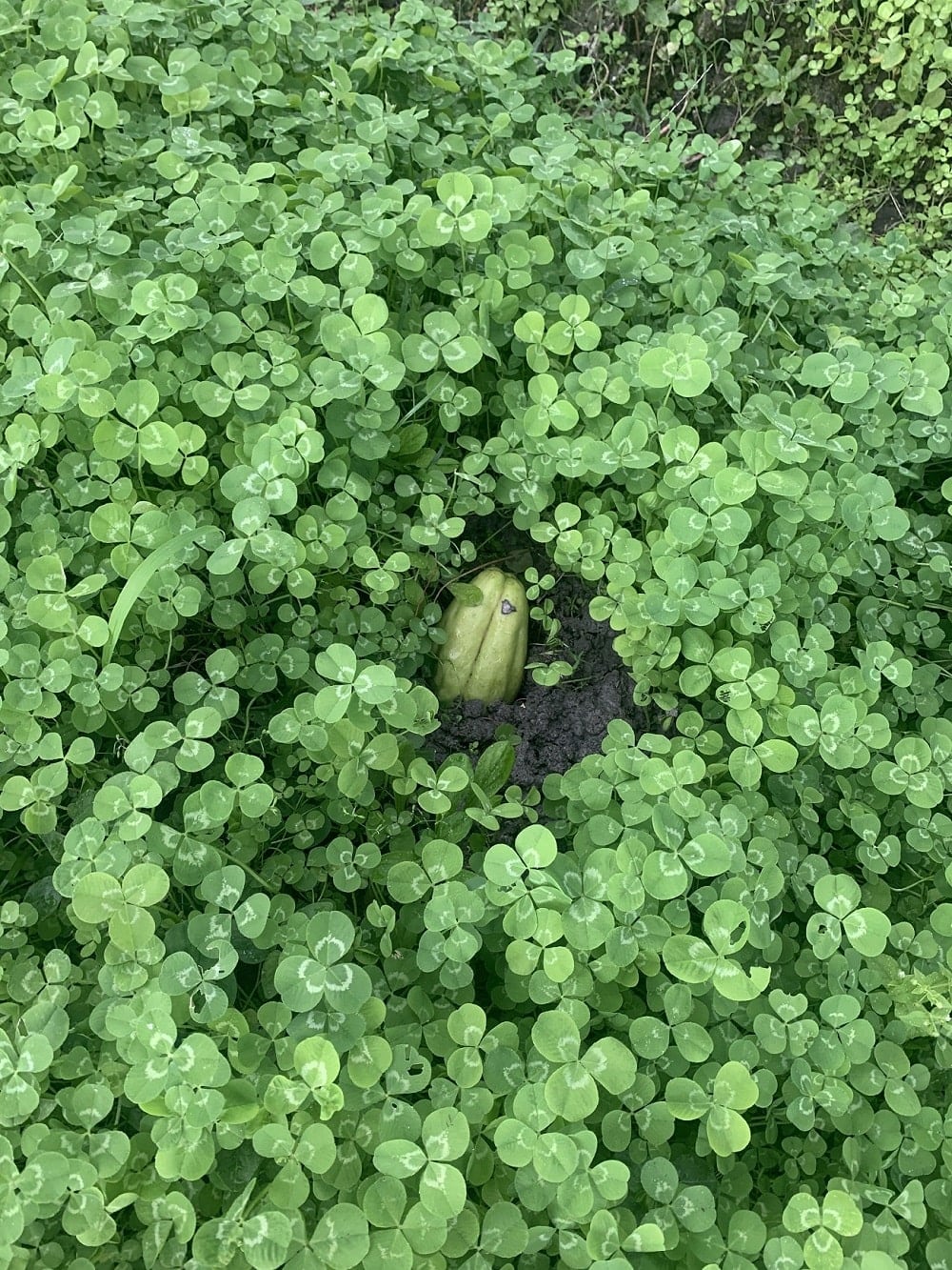 ▲白花三葉草覆蓋可降低土壤溫度及土壤侵蝕。