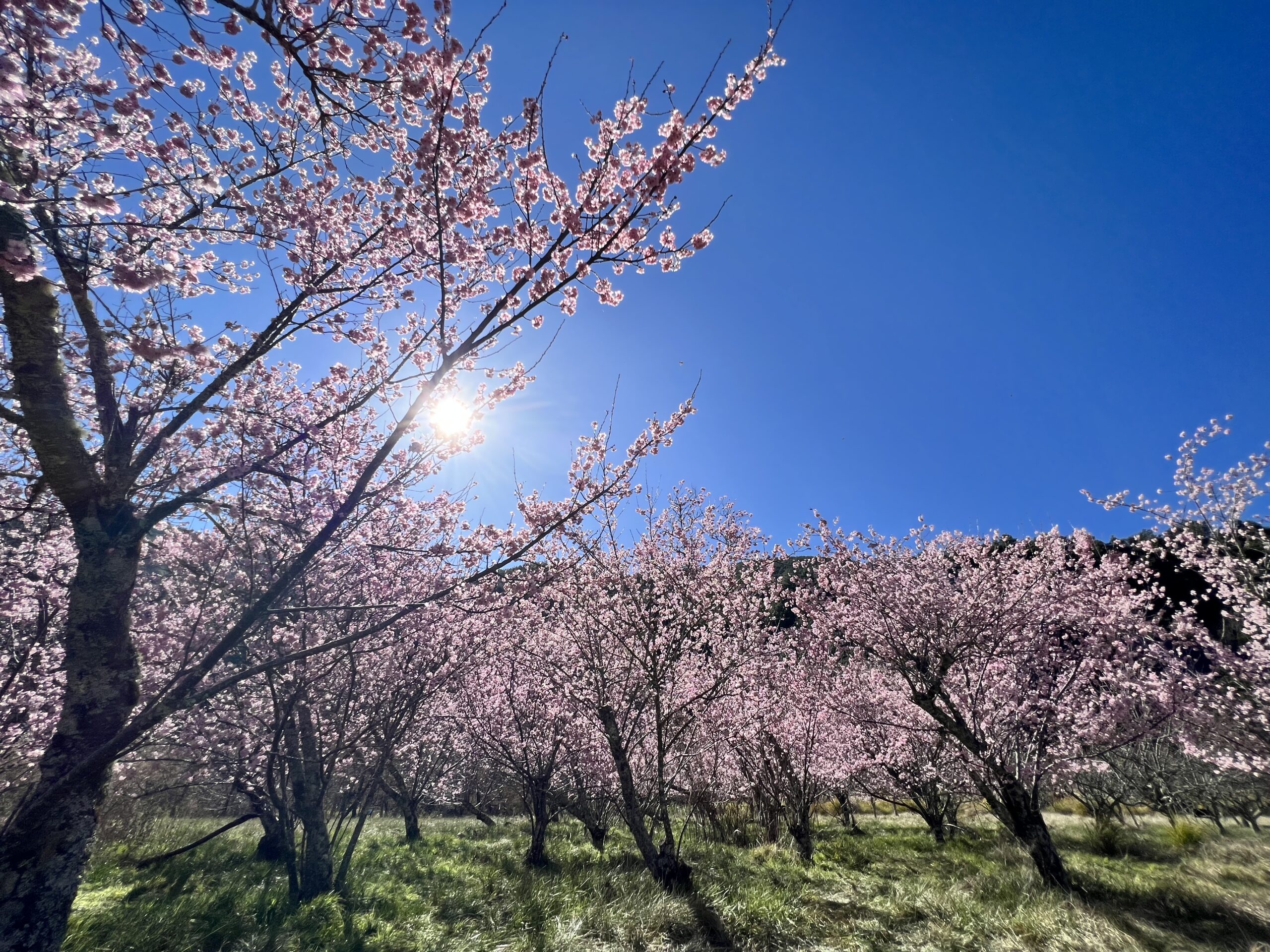 搭乘公共運輸粉好行 113年春遊武陵賞櫻