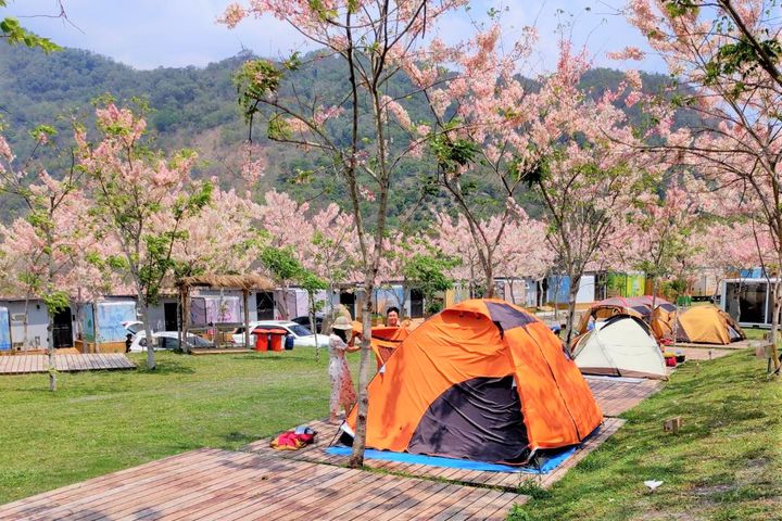 高雄六龜山林花語的遠山望月露營場。 圖:高雄市政府觀光局/提供